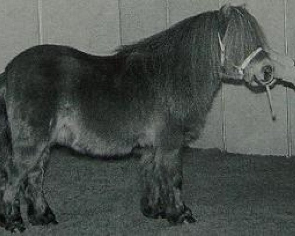 stallion Kasper van Stal Honesch (Shetland Pony, 1995, from Fairy Goldsmith)