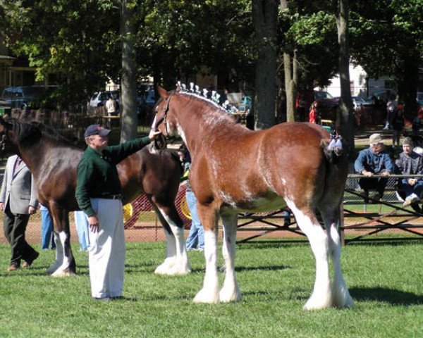 broodmare Weatherhill Ila (Clydesdale, 2001, from Hillmoor Landmark)