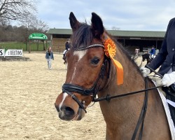 broodmare Baner's Chobolate (Pony without race description, 2010)
