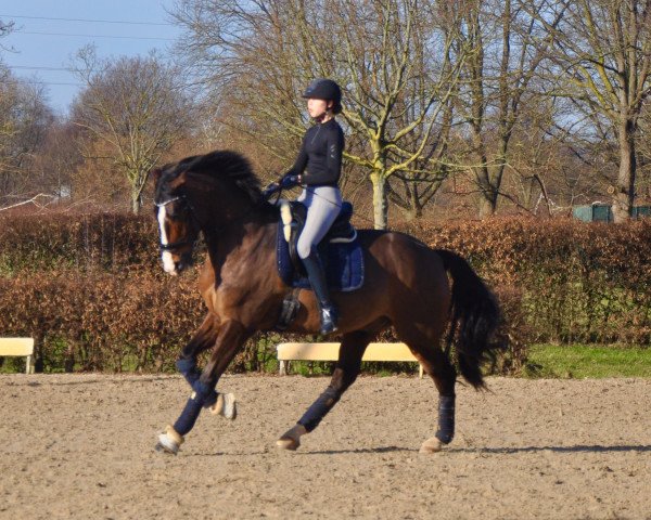 dressage horse Sambucca 25 (Westphalian, 2012, from Spirit 370)