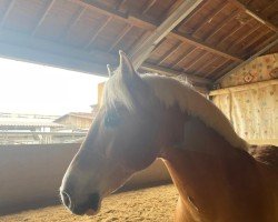 dressage horse Nils (Haflinger, 2006, from Noventis)