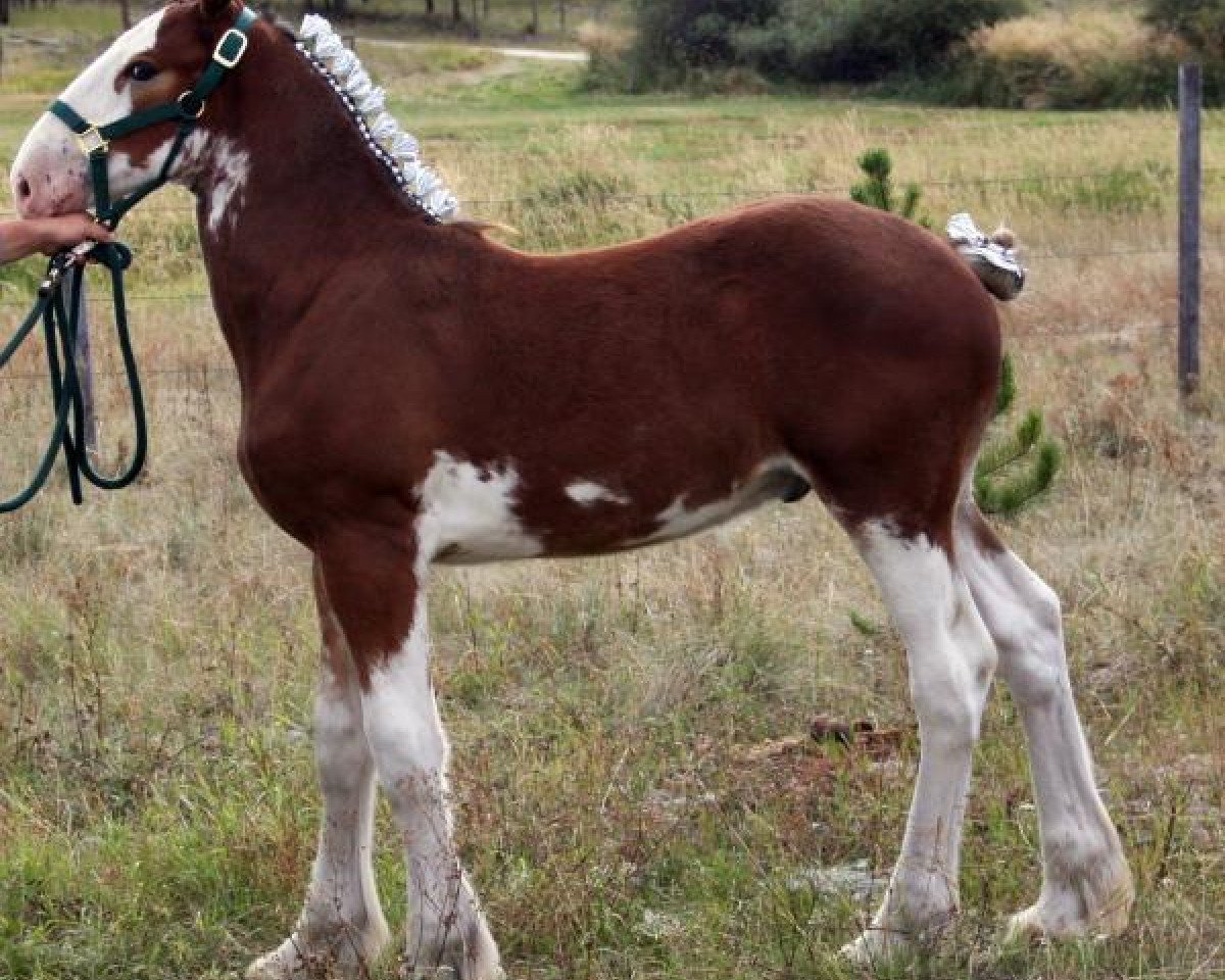 horse U Lazy V Rockin Jethro (Clydesdale, 2013, from H.M.H. Rockin Bentley)