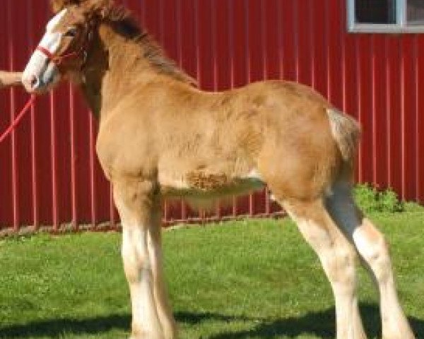 Pferd Love's Captain II (Clydesdale, 2020, von Armbro Andrew)