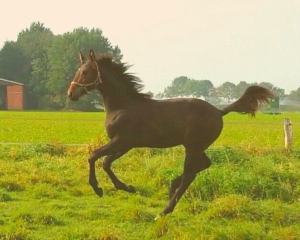 horse Hengst von Comme il faut / For Edition (Westphalian, 2015, from Comme il Faut)