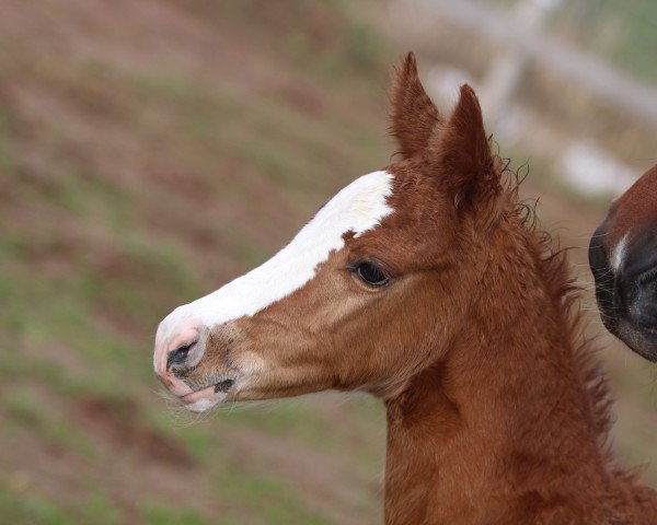 broodmare Frl. Pleasure kw (Oldenburg show jumper, 2021, from Diaron OLD)