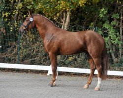 Deckhengst FS Manitou Airline (Deutsches Reitpony, 2013, von FS Mr. Right)
