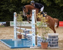 Cavallo da salto A Dream of Semilly (Cavallo Sportivo Tedesco, 2020, di Andiamo Semilly)