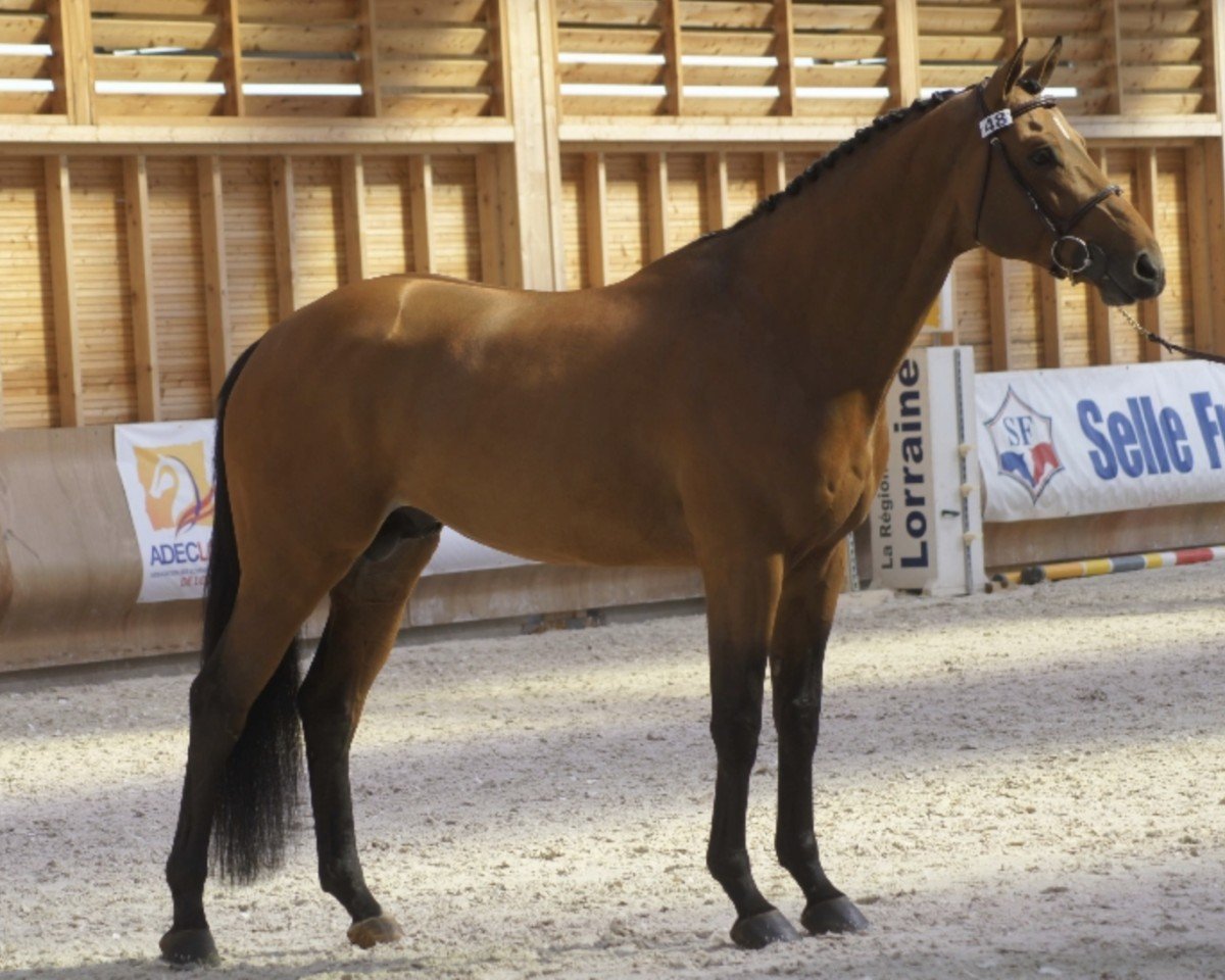 stallion Tresor de Virton (Selle Français, 2007, from Kashmir van't Schuttershof)