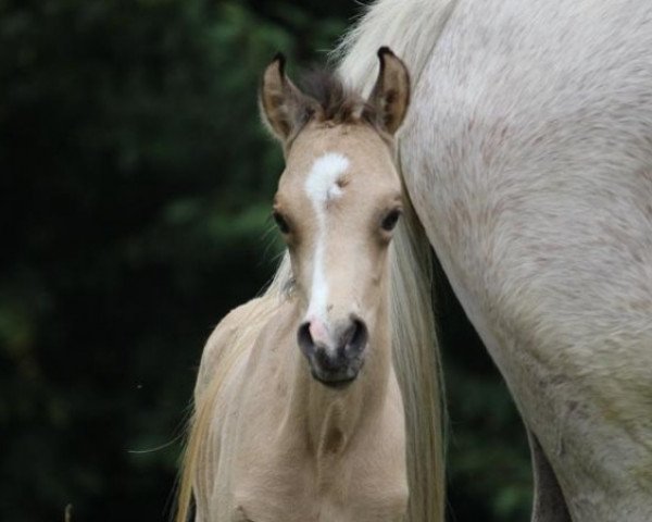 horse Californio YS (German Riding Pony, 2019, from Coer Noble)