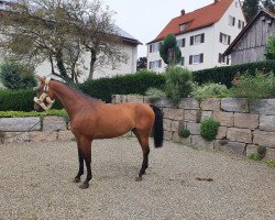 jumper Alfred jodokus Kwack (Westphalian, 2015, from Amantinus Dream)