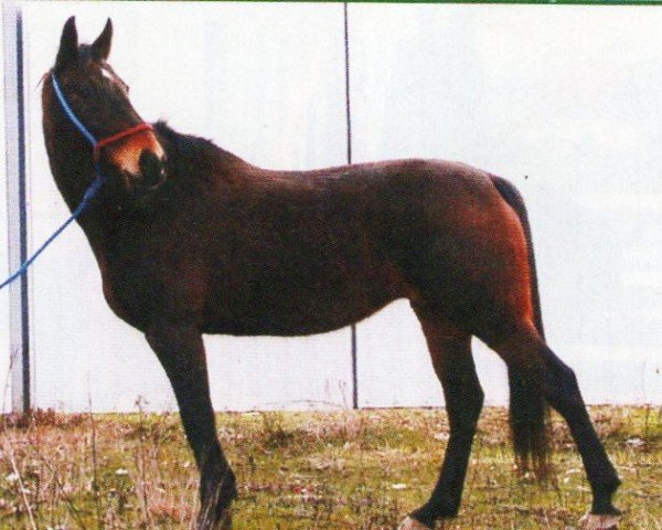 horse Laconda (Quarter Horse, 1989, from Leibniz)