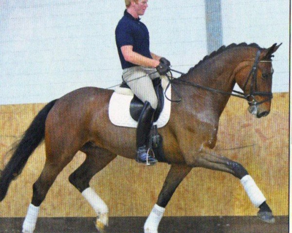 Pferd Sohnlein Spezial (Hannoveraner, 2004, von Shakespeare in Love)
