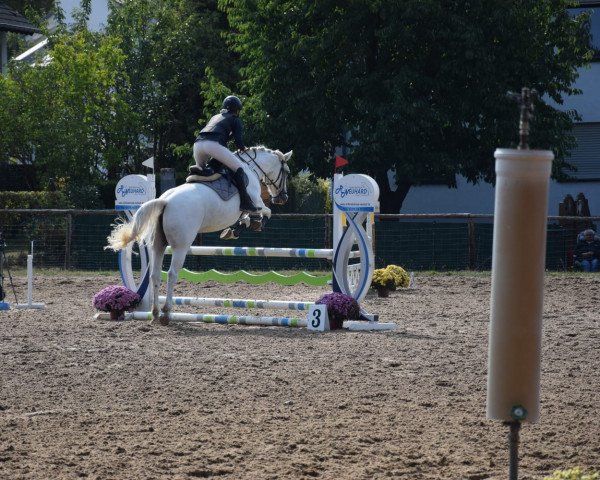 broodmare Bech's Marylou (Connemara Pony, 2009, from Innellan Kestrel 15 IC)