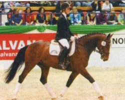 Cavallo da Dressage San Ferino (Hannoveriano, 2006, di Sherwood)