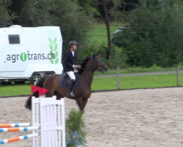 Reitturnier Gossau 2025