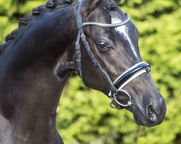 Caballo de Doma Zky (Caballos y Ponis de Monta Neerlandeses, 2015, de Zodiak Boy for future)