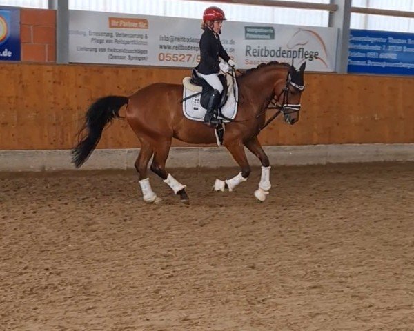 dressage horse On Top 8 (German Riding Pony, 2017, from Grenzhoehes Olivier K WE)