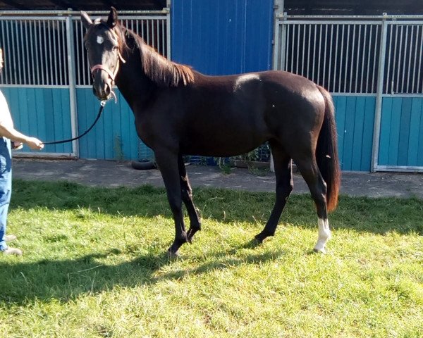 horse Cassaya de Noir (Hanoverian, 2018, from Cadeau Noir)