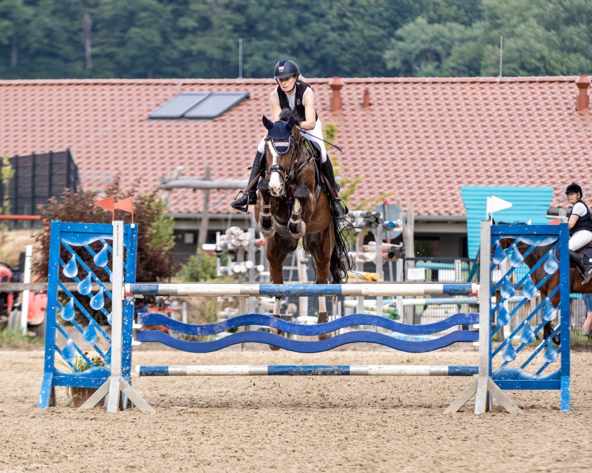 jumper Coboldt (Holsteiner, 2012, from Connor 48)