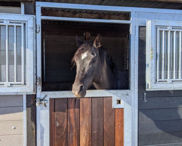 Cheval de dressage Nightlife (Westphalien, 2016, de Nightfever)