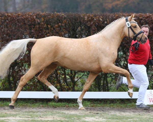 Dressurpferd Dancing Casanova IW (Deutsches Reitpony, 2018, von Darubi Gold)