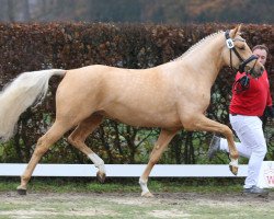Dressurpferd Dancing Casanova IW (Deutsches Reitpony, 2018, von Darubi Gold)