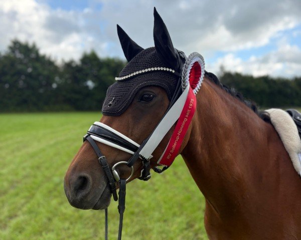 Dressurpferd SF Carl (Deutsches Reitpony, 2018, von Cosmopolitan NRW)