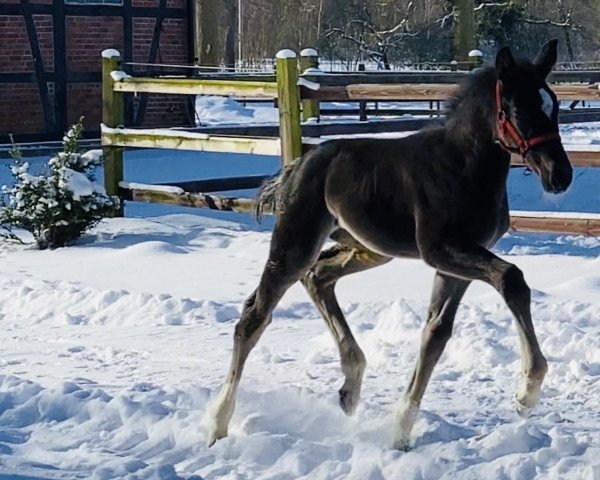 horse Toscana ZD (Oldenburg show jumper, 2021, from Taloubet Z)