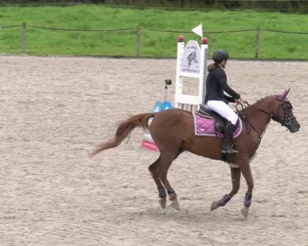 Reitturnier Gossau 2025