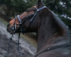 dressage horse Sunday Melody (Westphalian, 2010, from Sunday)
