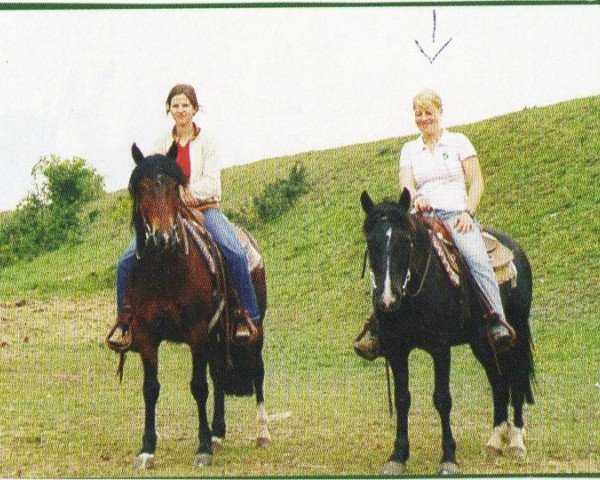 horse Temperalo (Criollo, 2000, from La Amanecida Choclero)