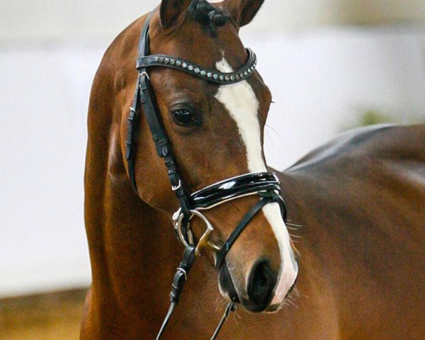 Deckhengst Delaney W (Deutsches Reitpony, 2018, von Dreiklang AT NRW)