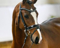 Deckhengst Delaney W (Deutsches Reitpony, 2018, von Dreiklang AT NRW)