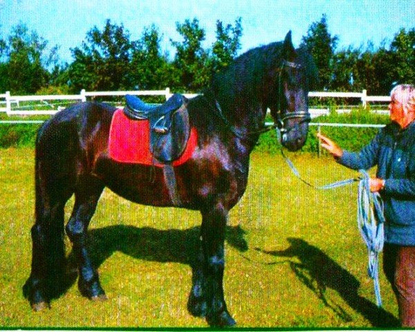 horse Abe 9 (Friese, 2000, from Gerryt)
