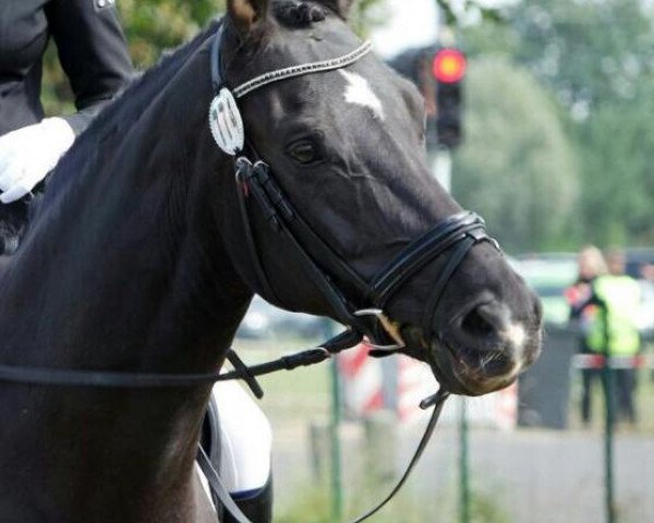 dressage horse Saphira 167 (Oldenburg, 2006, from Sandro Song) dressage horse Saphira 167 (Oldenburg, 2006, from Sandro Song)