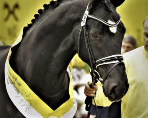 stallion Dario (Hanoverian, 2016, from Dancier)