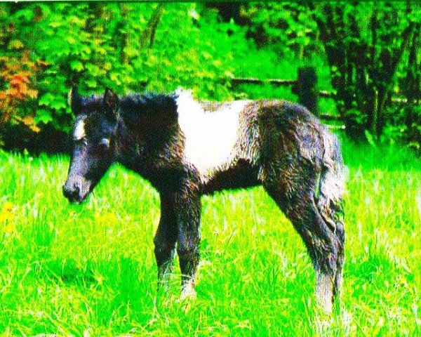 horse Gola (Iceland Horse, 2004, from Pipar von Roetgen)