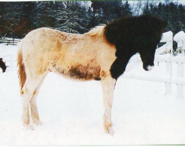 horse Ludi vom Hirschberg (Iceland Horse, 2003, from Pipar von Roetgen)