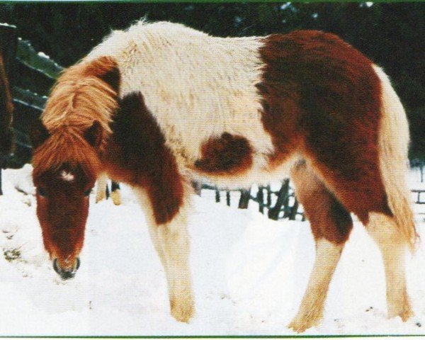 horse Nattfari (Iceland Horse, 2003, from Pipar von Roetgen)