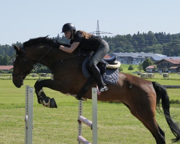 Pferd Callimero di Cavaliere (Hannoveraner, 2010, von Cloney)