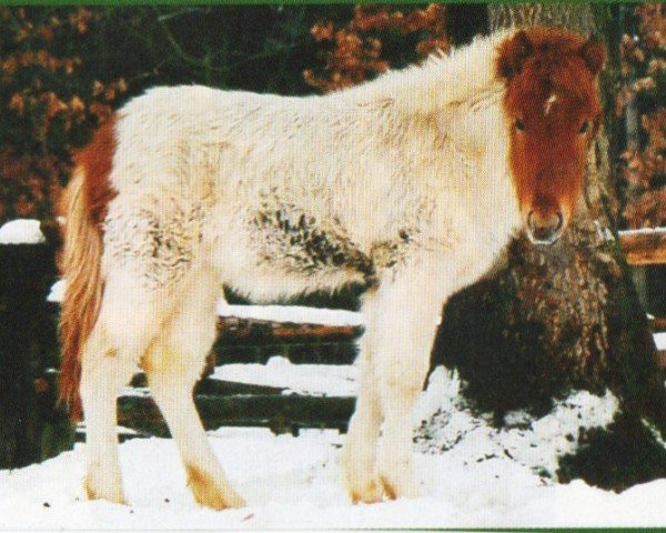 horse Brita vom Hirschberg (Iceland Horse, 2003, from Pipar von Roetgen)