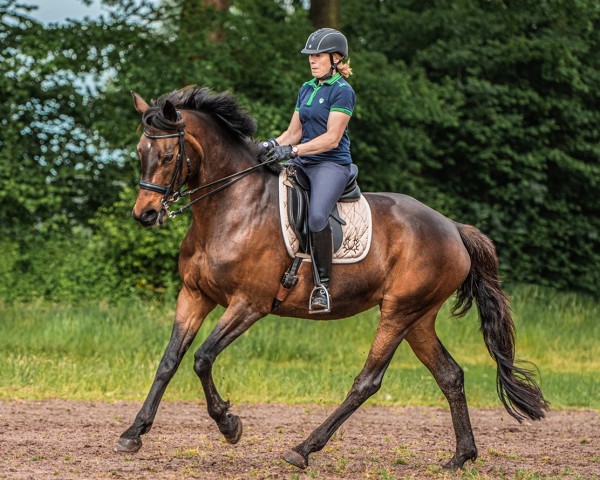 Broodmare Karla Kolumna (Trakehner, 2010, from Herzensdieb)