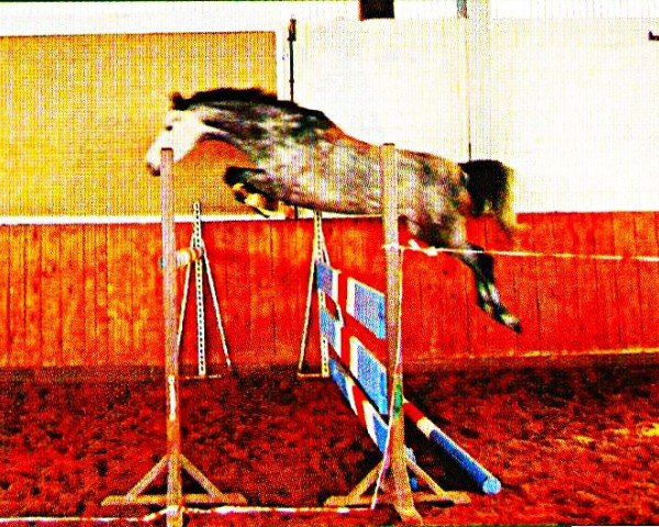 jumper Alabama 38 (Holsteiner, 1999, from Alasca)