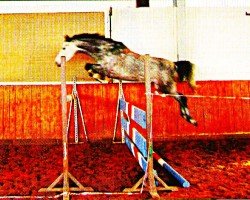Cavallo da salto Alabama 38 (Holsteiner, 1999, di Alasca)
