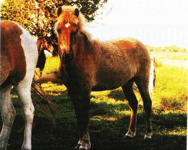 Pferd Spök (Islandpferd, 2001, von Gylfi vom Remmesweiler)