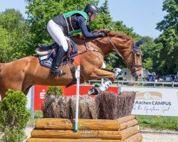 Cavallo da salto Thiago 9 (Cavallo Sportivo Tedesco, 2017, di Torneschs' As)