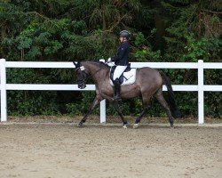 Jument d'élevage Dream Girl 59 (Poney de Selle Allemand, 2011, de Dornik B)
