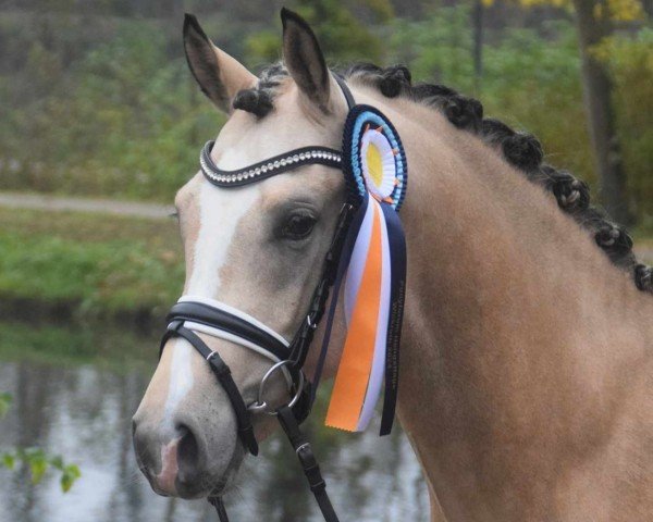 stallion Gold Wert AD (German Riding Pony, 2022, from Gold Gelb)