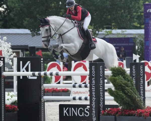 jumper Fell Capone (KWPN (Royal Dutch Sporthorse), 2010, from Levantos II)