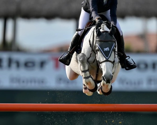 broodmare Jikke-Cara (KWPN (Royal Dutch Sporthorse), 2014, from Denzel Vt Meulenhof)